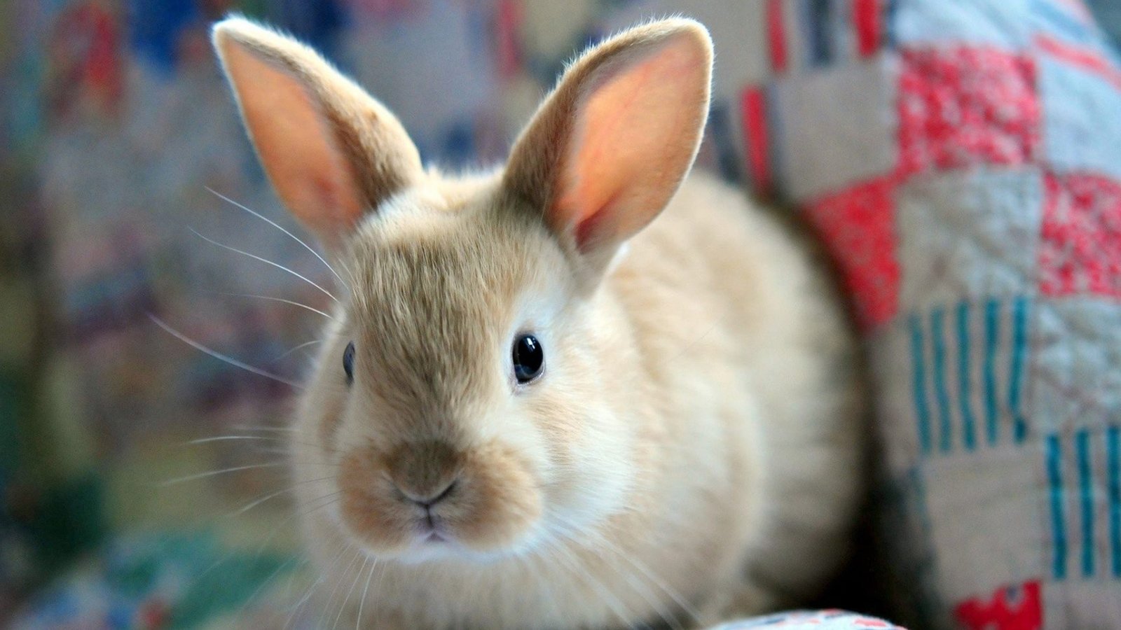 谷歌搜索收录百万,不做外贸也是没用的