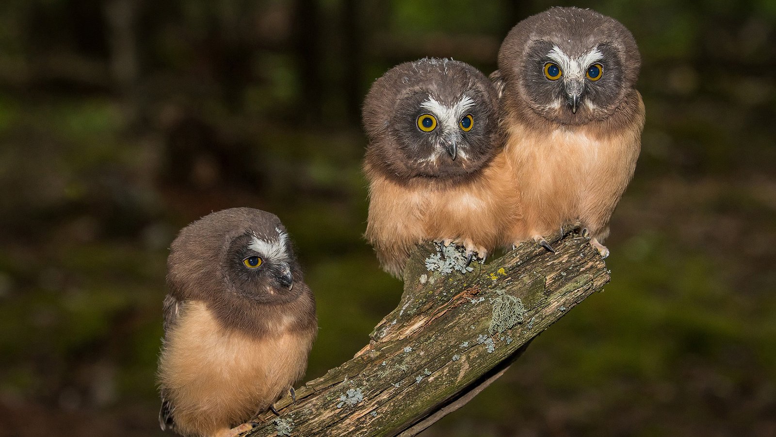 夸克浏览器是什么梗?夸克好用我信你个鬼哦