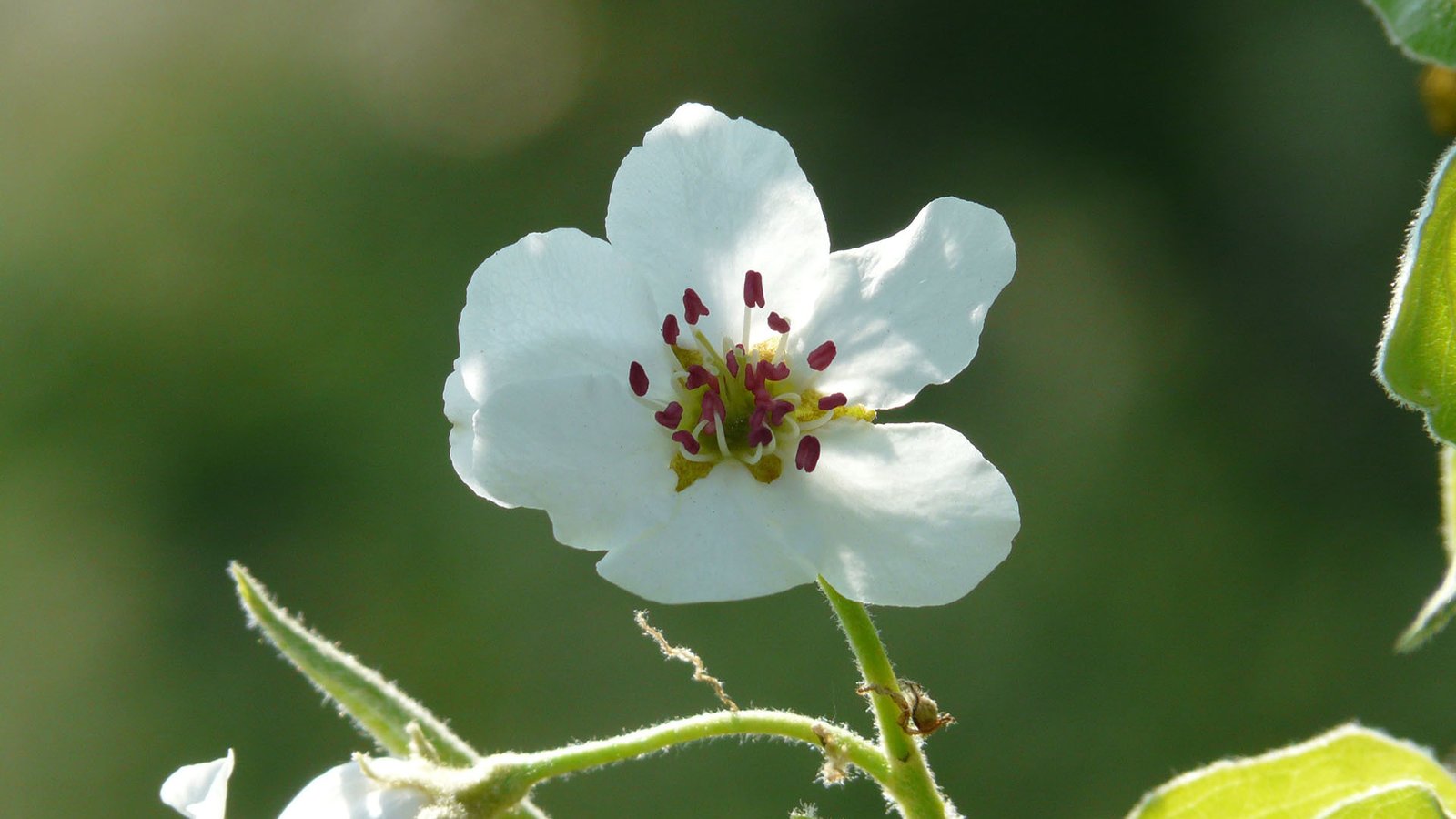 事实证明:蜘蛛是抓取不到JS的