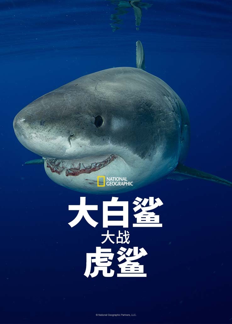 虎鲨VS大白鲨