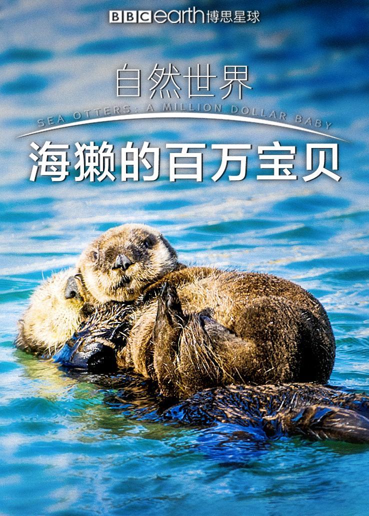 自然世界：海獭的百万宝贝
