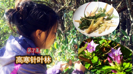 麻雀喳喳野行记之高寒针叶林