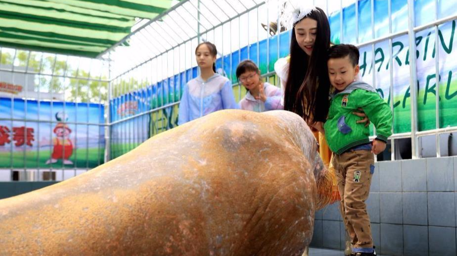 哈尔滨&quot;明星&quot;海象变身足球健将与小朋友踢球庆六一