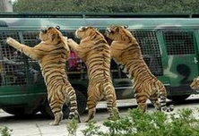 大兴:去野生动物园被老虎围观