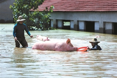 南方水灾死亡畜禽调查 8万“洪水猪”去哪儿了？