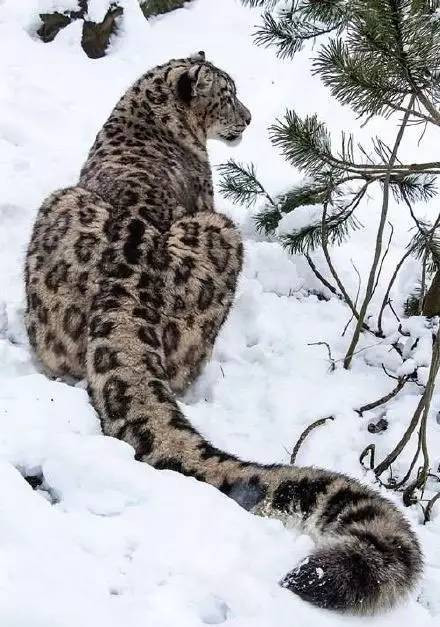 雪豹这种大猫,不仅帅,还有点.