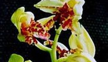 蕙荷彩蝶 :蕙兰 ,蝶花.