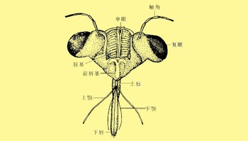 虱目昆虫的口器也基本上属于刺吸式 结构特征 刺吸式口器 是咀嚼式