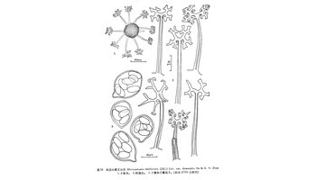 植物形态 菌丝体叶的两面生,主要生叶表,消失或存留,展生;子囊果散生