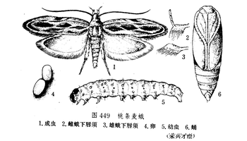 桃条麦蛾