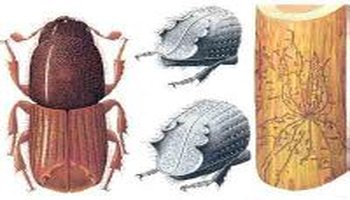 curculionoidea 小蠹科 scolytidae 齿小蠹亚科 ipinae 描述:该虫除