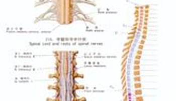 脊髓节段