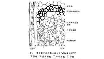 韧皮部