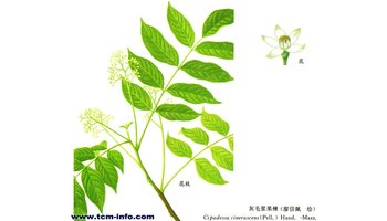 灰毛浆果楝