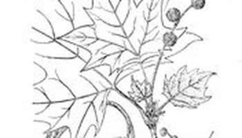 英国梧桐(中国树木分类学)械叶悬铃木 (秦岭植物志),二球悬铃木