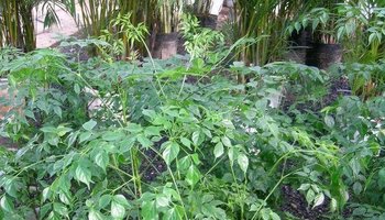 菜豆树