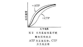 别构效应