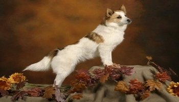 诺波丹狐狸犬