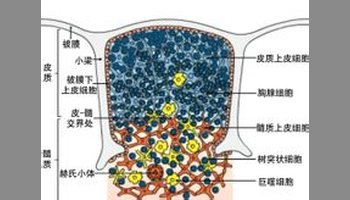 赫氏小体(hassall"s corpuscle),也称胸腺小体(thymic corpuscle)