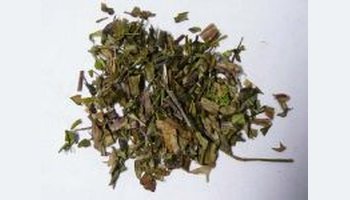 大叶蛇总管