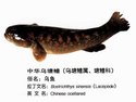 中华乌塘鳢