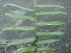 【别名】多叶花椒,马椒,小叶刺椒   【来源】芸香科花椒属植物蜈蚣