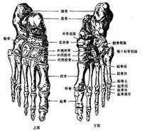 即近侧列相叠的距骨和跟骨,中间列的舟骨,远侧列的第1～3楔骨和骰骨