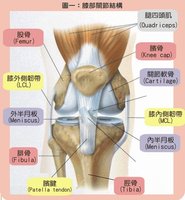 膝部关节结构