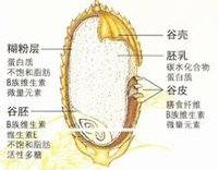 全粒米