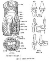 肘后三角