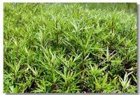 蒿属多年生宿根性草本植物,是以根茎和嫩茎供食的一种古老的野生蔬菜