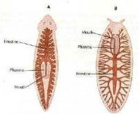 涡虫-一类扁形动物