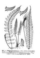 中文学名:长镰羽耳蕨 界:植物界 门:蕨类植物门 亚门:真蕨亚门 纲:薄