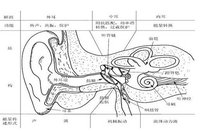 耳朵的基本结构