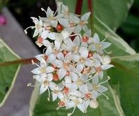 红瑞木