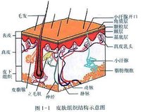 由表皮外侧往内,依次是角质层,透明层,颗粒层,有棘细胞层及基底细胞层