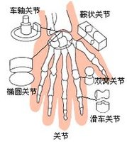 仅能沿冠状轴做屈,伸运动,手的指间关节属于此类型.