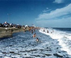 石家庄海鲜价格_海鲜市场价格活基围虾_海鲜披萨