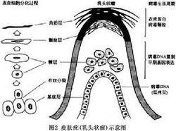 <em>人类乳头瘤病毒</em>_360百科