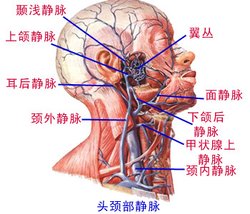 静脉角_360百科