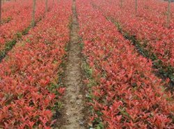 红叶石楠容器苗_360百科