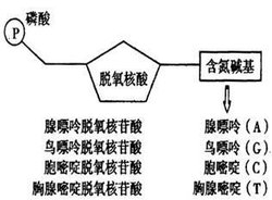 核苷酸在奶粉里的作用_核苷酸缩写符号_核苷酸对