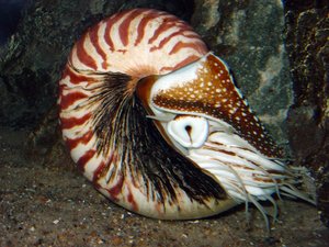 Photo by J. Baecker, https://en.wikipedia.org/wiki/Nautiloid