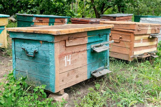 蜜蜂养殖技术|复壮阶段的管理