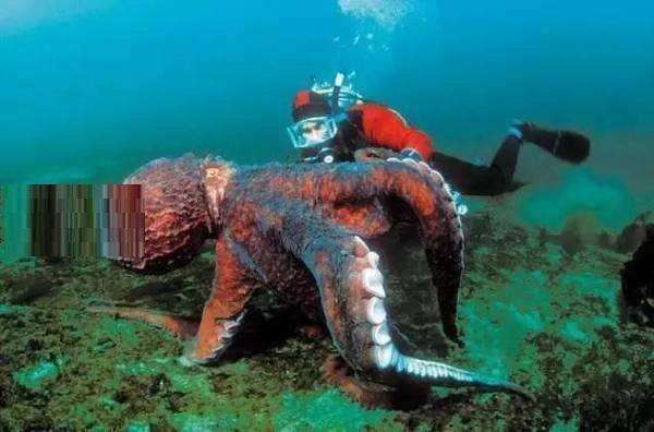 地球上最大的章鱼, 太平洋巨型章鱼9米, 捕食鲨
