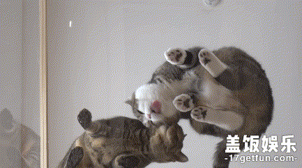 所有分享宠物君喵故事的两脚兽,我都很喜欢啊哈哈!