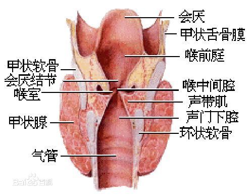 咽喉图片结构图