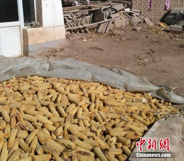 图为"玉米案"当事人王力军收购的玉米.受访者供图