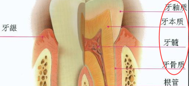 牙齿的结构(图解)