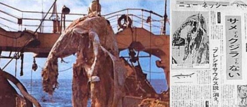 世界未解之谜77年日本海怪事件,错失了远古时期的蛇颈龙 